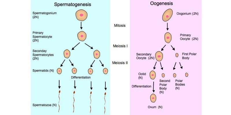 The process by which gametes are produced in gonads is.....