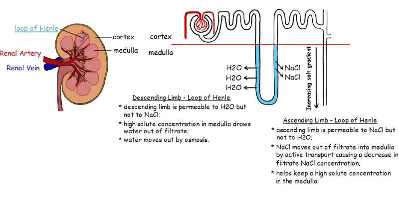 Quiz: Check Your Knowledge About Osmoregulation