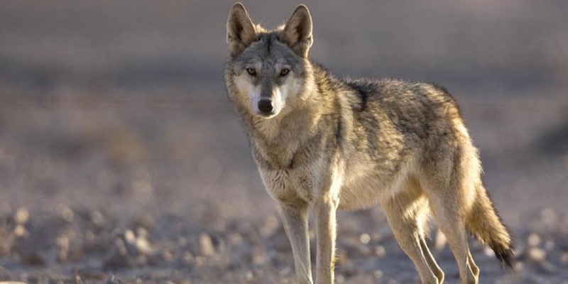 Quiz: How Much Do You Know About Egyptian Wolf?