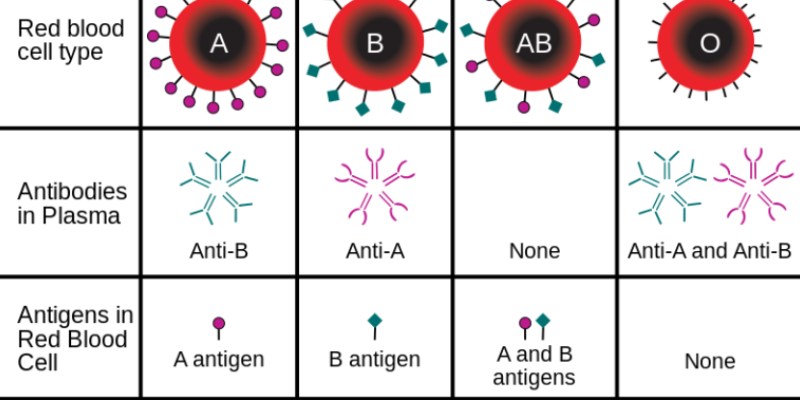 Trivia Quiz On Blood Platelets And Blood Groups