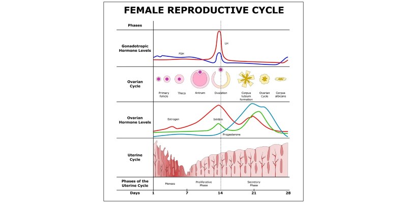 Reproductive Cycles of the Female Trivia Quiz Questions And Answers