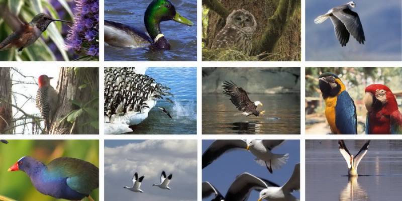 What Type Of Bird Should I Get Quiz