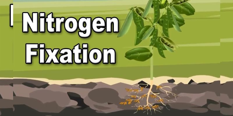 Nitrogen Fixation Trivia Quiz