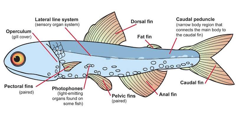 The Special Features of The Fishes Quiz: Do You Know About the Special Features of Fishes?