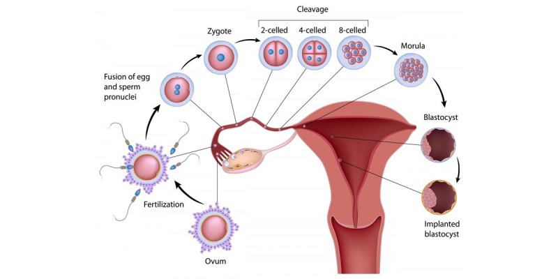 Quiz: How Much Do You Know About Ovulation?