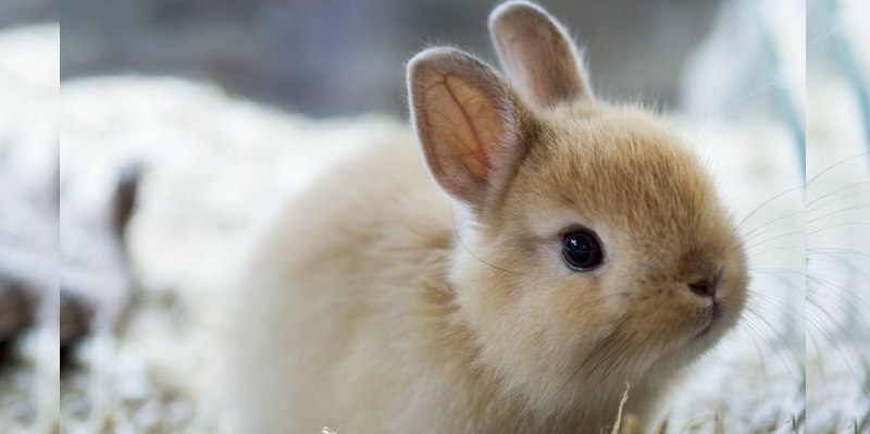 Netherland Dwarf Rabbit Quiz: How Much You Know About Netherland Dwarf Rabbit?