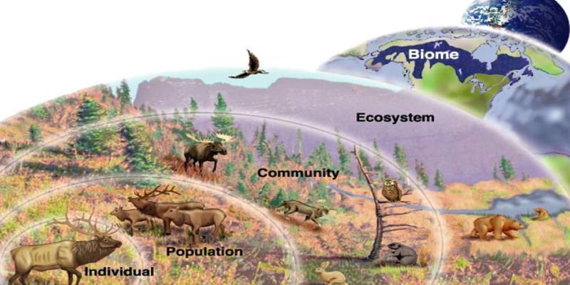 Quiz: Check Your Knowledge About Organisms and the Environment?