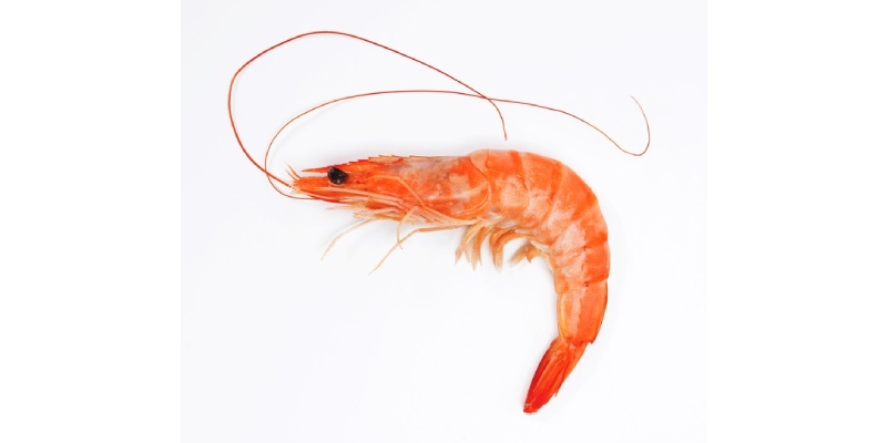 Shrimp Quiz: How Much You Know About Shrimp?