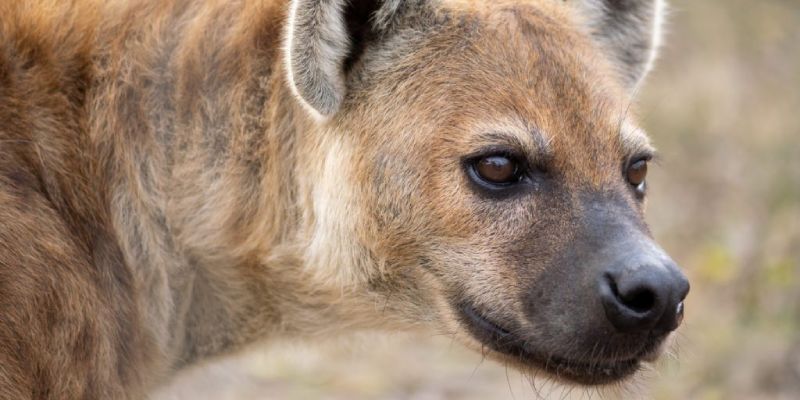 Hyena Quiz: How Much You Know About Hyena?