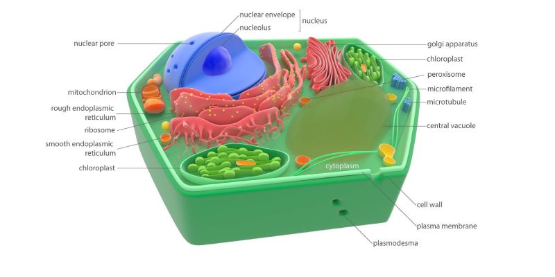 Parts of a Cell Quiz Questions and Answers