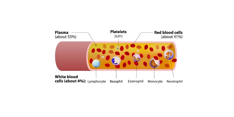 Body Fluids And Circulation Trivia Quiz