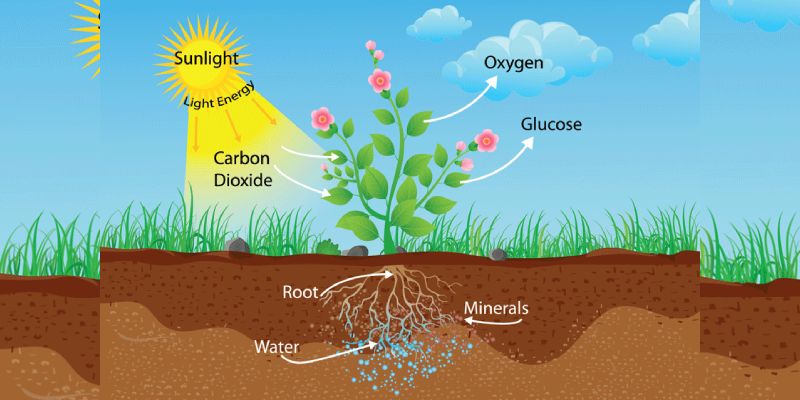 Respiration In Plants Trivia Quiz Questions and Answers