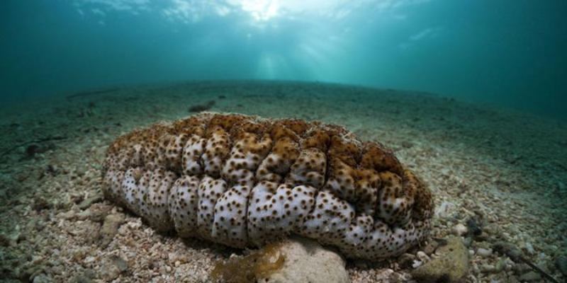 Sea Cucumber Quiz: How Much You Know About Sea Cucumber?