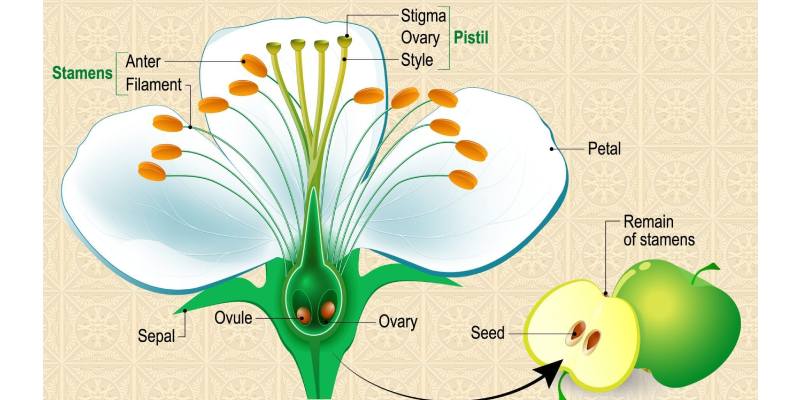 Anatomy of Flowering Plants Quiz: How Much You Know About Anatomy of Flowering Plants?
