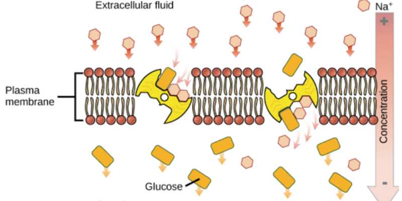 Quiz: How Much You Know About Active Transport?