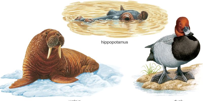 Quiz: Check Your Knowledge About Adaptation
