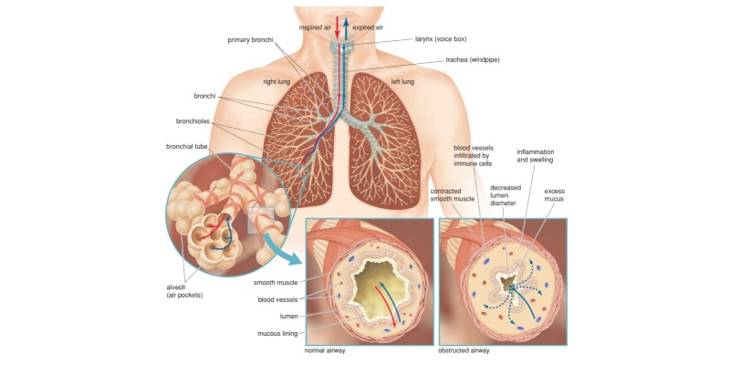 Respiration In Humans Trivia Quiz