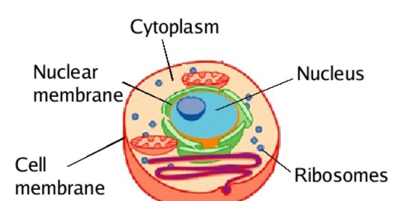 Protoplasm of Vertebrates Trivia Quiz Questions and Answers