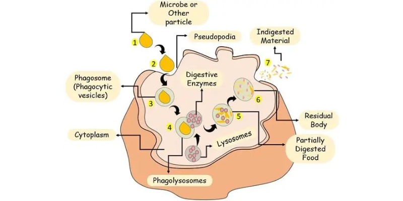 Extracellular Digestion Quiz Questions and Answers