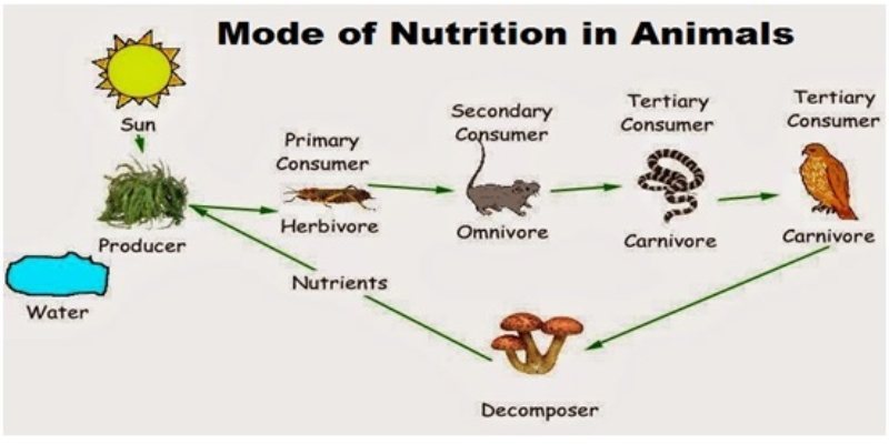 Nutrition In Animals Trivia Quiz For 7th Grade Students