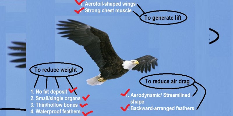Flight Adaptation Quiz: How Much You Know About Flight Adaptation?