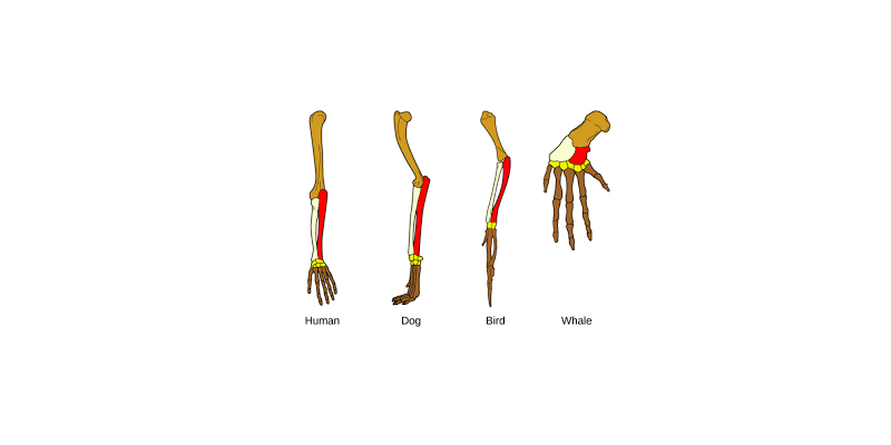 Evidences Of Evolution Quiz: How Much You Know About Evidences Of Evolution?