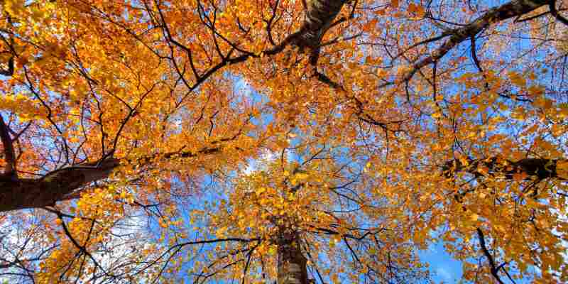 Management And Use Of Deciduous Forests Quiz Questions and Answers