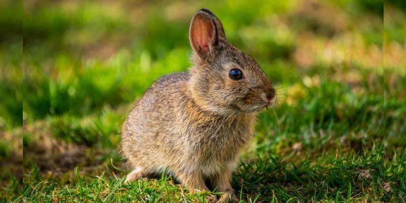 International Rabbit Day Quiz: How Much You Know About International Rabbit Day?
