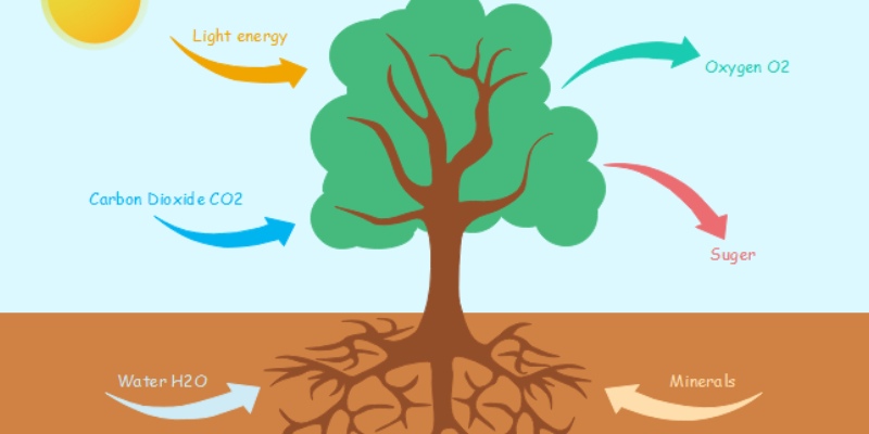 Photosynthesis Quiz: Test Your Knowledge About Photosynthesis