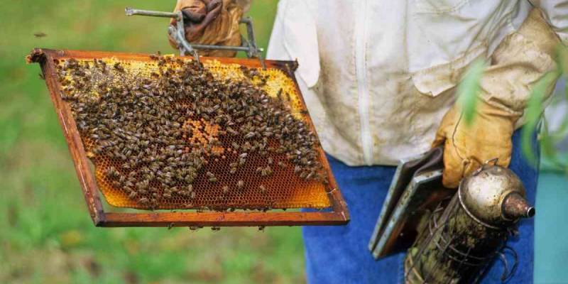 Apiculture Quiz Questions and Answers