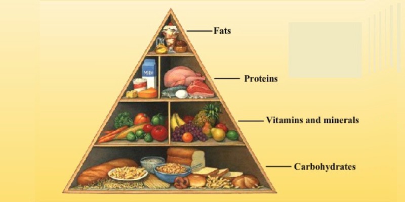 Components of Food Quiz For 6th Grade Students