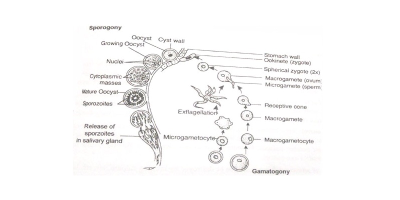 Life History of Plasmodium Trivia Quiz