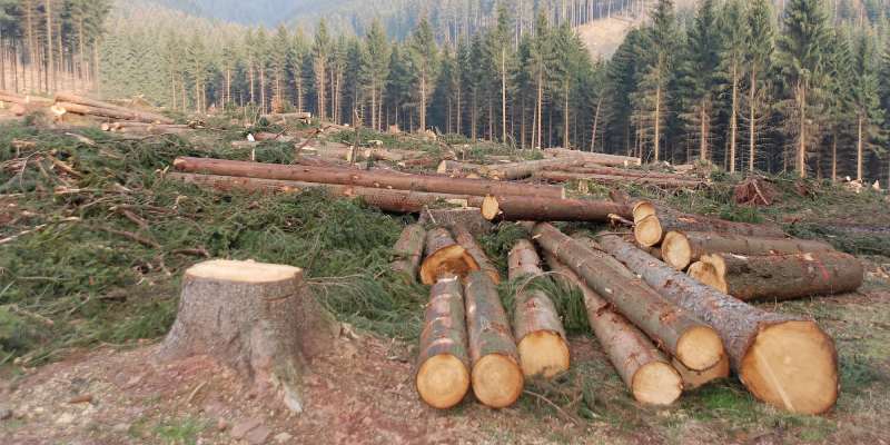 Deforestation Quiz: How Much You Know About Deforestation?