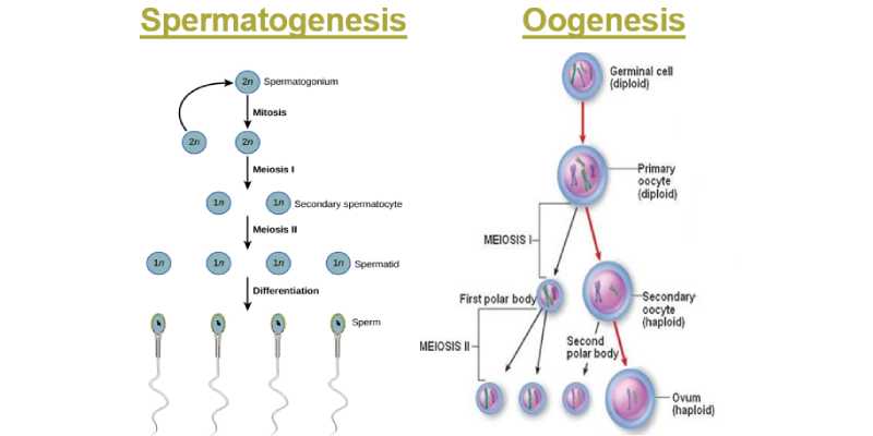 Quiz: Test Your Knowledge About Gametogenesis