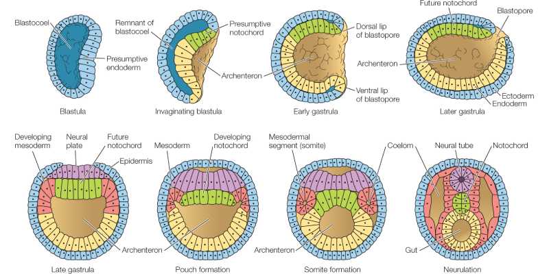Gastrulation Quiz Questions and Answers
