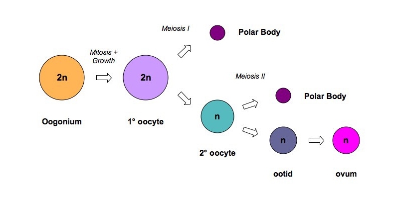 Oogenesis Trivia Quiz