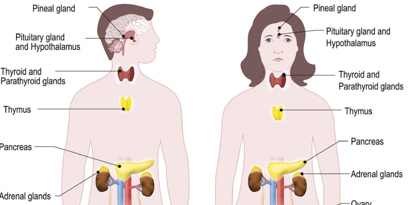 Trivia Quiz On Hormones In The Human Body