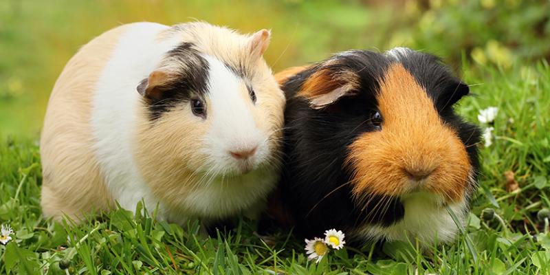 Quiz: Which Kind of Guinea Pig Are You?