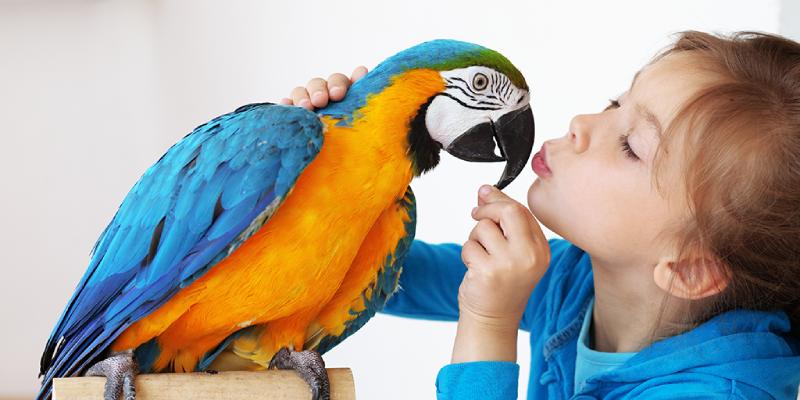 How Much Do You Truly Love Birds Quiz