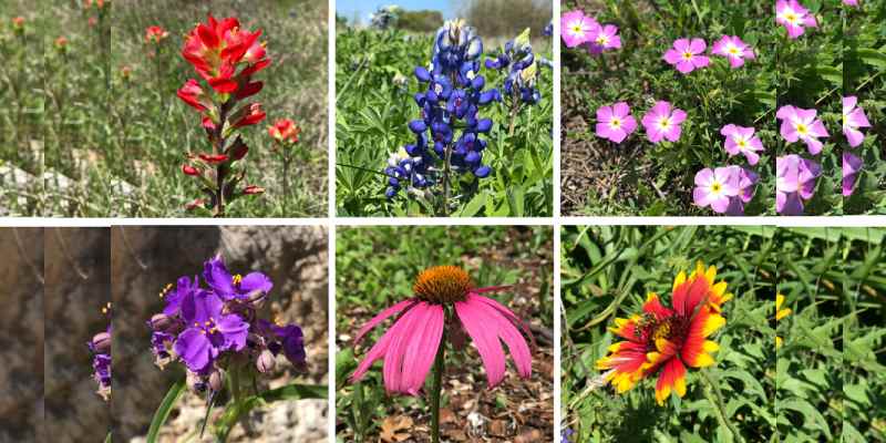 Flower Quiz: Which Kind Of Flower Am I?