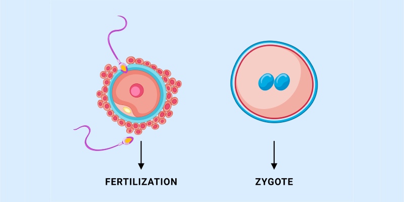 Quiz: How Much Do You Know About Zygote?