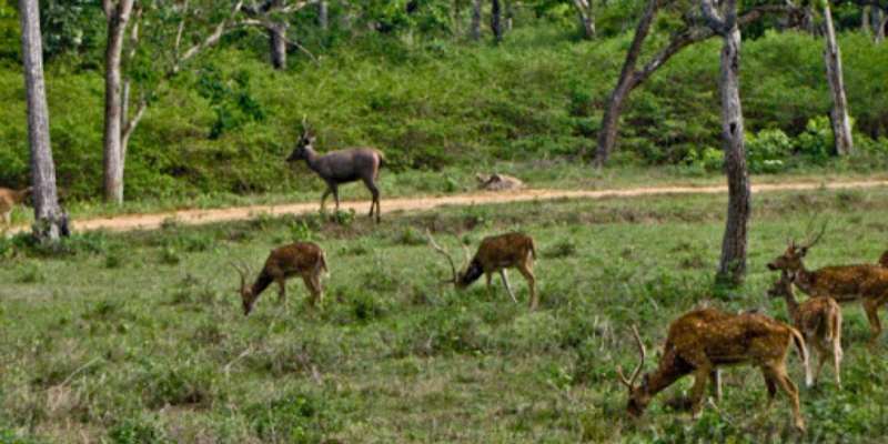 Biosphere Reserve in India Quiz: How Much You Know About Biosphere Reserve in India?