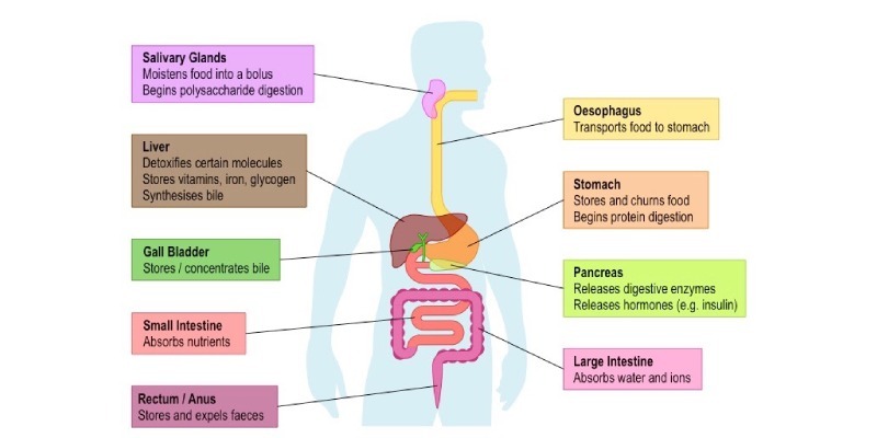 Major Digestive Enzyme Trivia Quiz