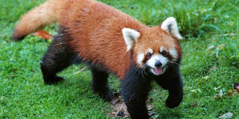 Red Panda Trivia Quiz