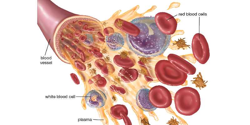 Quiz: How Much You Know About Blood?