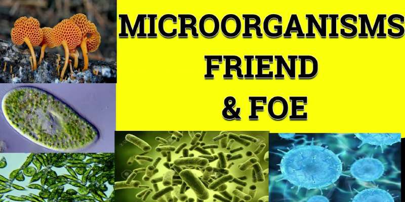 Microorganism- Friend And Foe For 8th Grade Students Quiz