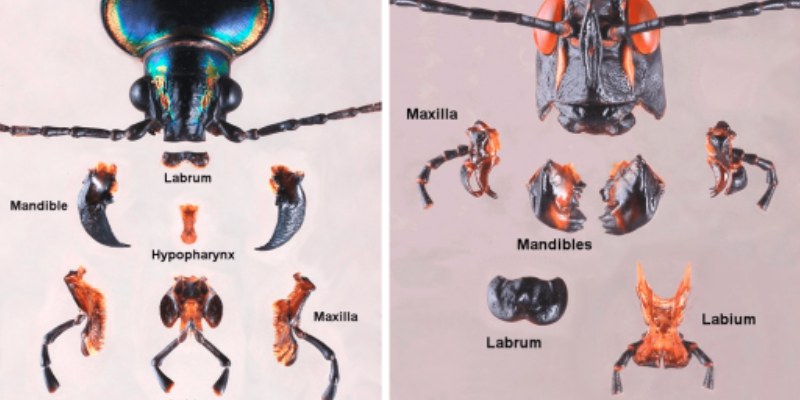 Quiz On Mouthparts of Insects