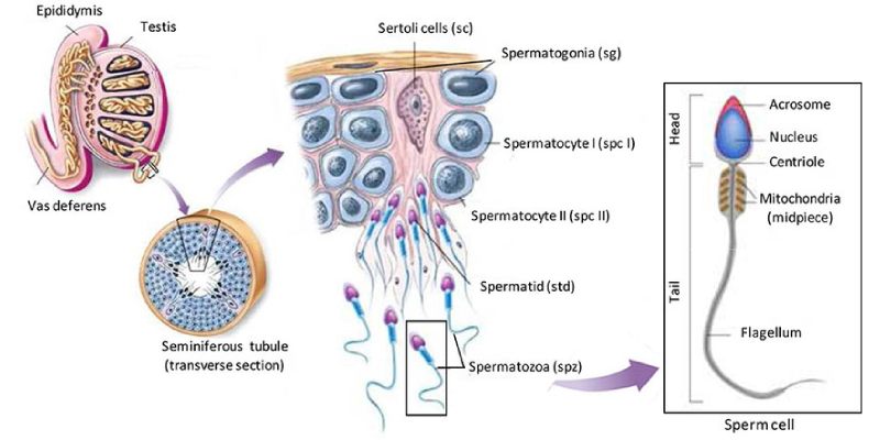 Spermatogenesis Quiz: How Much Do You Know About Spermatogenesis?