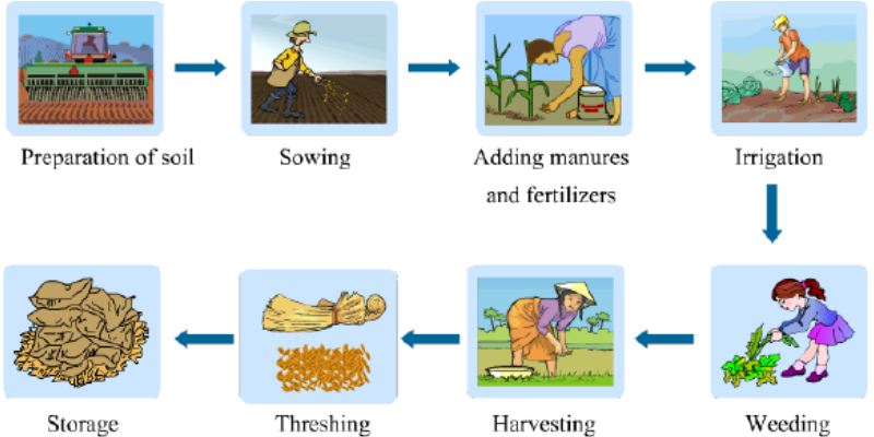 Crop Production And Management Quiz For 8th Grade Students