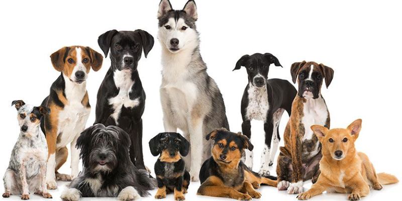 Quiz: What Kind Of Dog Should I Get?